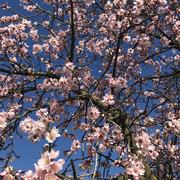 Flores Flores