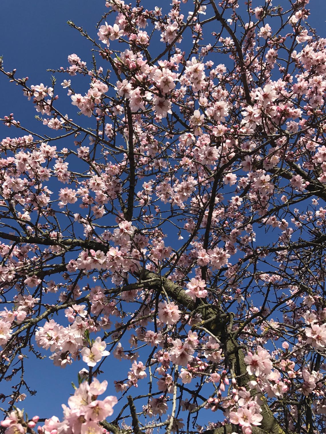 Flores Flores